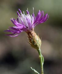 Centaurea caprina