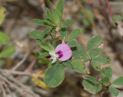 Kummerowia stipulacea