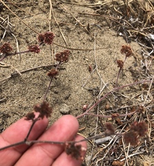 Chorizanthe cuspidata cuspidata