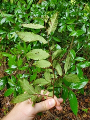 Ulmus alata