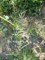 Eragrostis minor