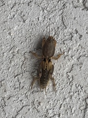 Gryllotalpidae