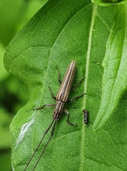 Hippopsis lemniscata