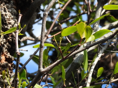 Dendrophthoe glabrescens