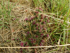 Asteraceae