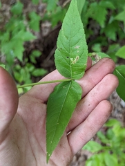Eupatorium godfreyanum