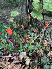 Arum italicum