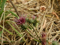 Asteraceae