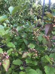 Viburnum