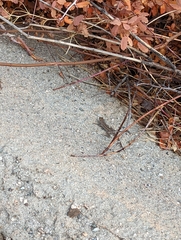 Uta stansburiana elegans