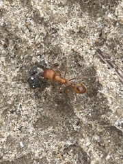 Pogonomyrmex californicus