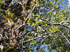 Dendrophthoe glabrescens