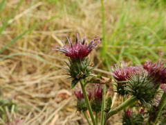 Asteraceae