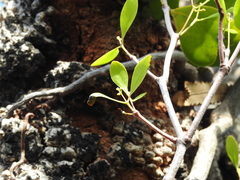 Dendrophthoe glabrescens