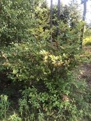 Viburnum