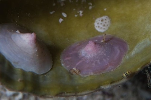 Calyptraea capensis