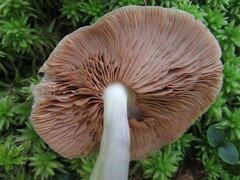 Entoloma indigoferum