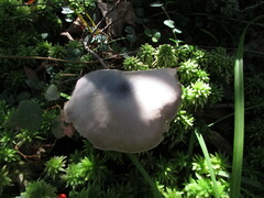 Entoloma indigoferum