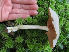 Entoloma indigoferum