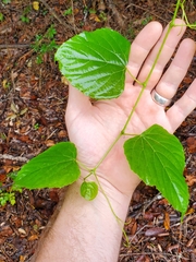 Ampelopsis cordata