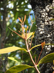 Dendrophthoe glabrescens