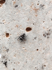 Heliophanus apiatus