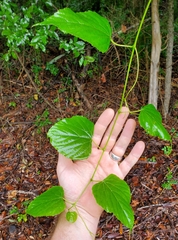 Ampelopsis cordata