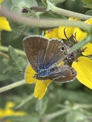 Leptotes marina
