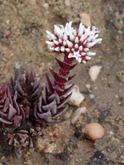 Crassula alpestris