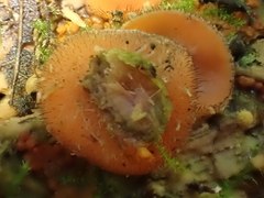 Scutellinia
