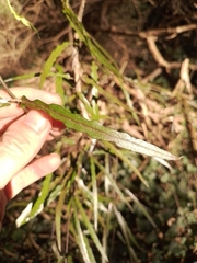 Parsonsia