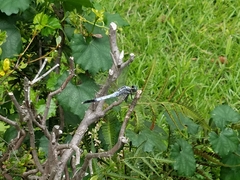 Orthetrum albistylum