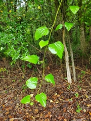 Ampelopsis cordata