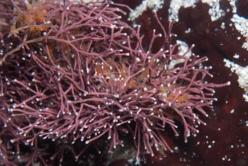 Jania pedunculata