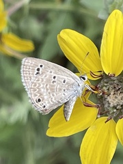 Leptotes marina