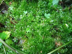 Plagiomnium cuspidatum