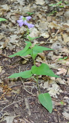 Campanula bononiensis