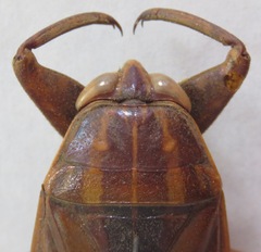 Hydrocyrius columbiae