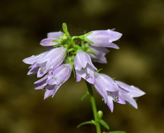 Campanula bononiensis