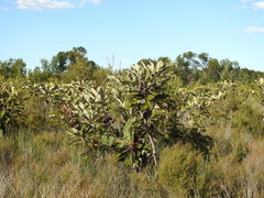Banksia robur