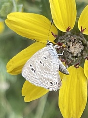 Leptotes marina