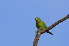 Brotogeris jugularis