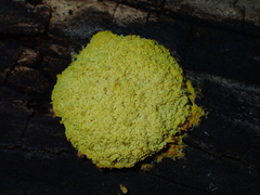 Fuligo septica