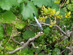 Orthetrum albistylum