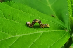 Ophiusini