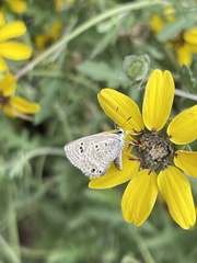 Leptotes marina