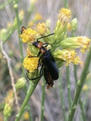 Lytta vulnerata