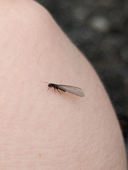 Reticulitermes hesperus