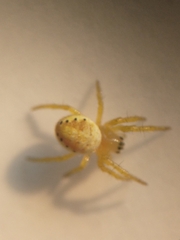 Araniella
