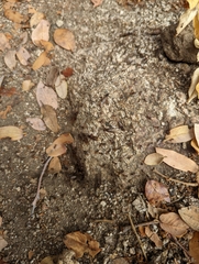 Reticulitermes hesperus